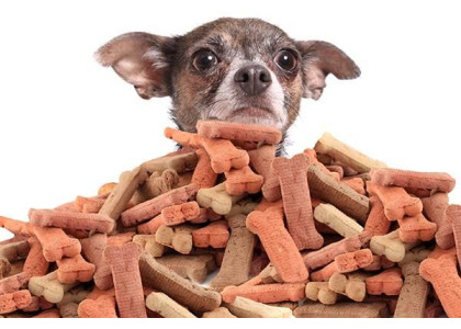 The Best Way to Choose Healthy Pet Food